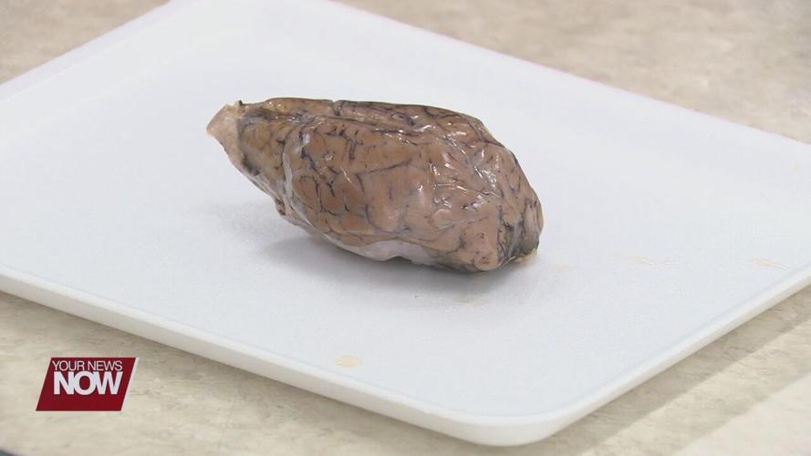 Lima 8th graders exploring careers in the biomedical field