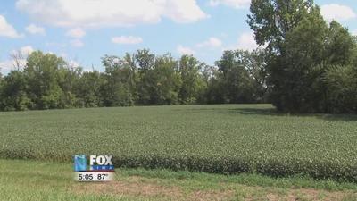 Crop conditions hardly affected by recent heat wave, approaching harvest
