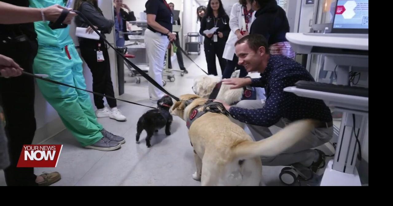 Study finds the benefits of therapy dogs to healthcare workers | News