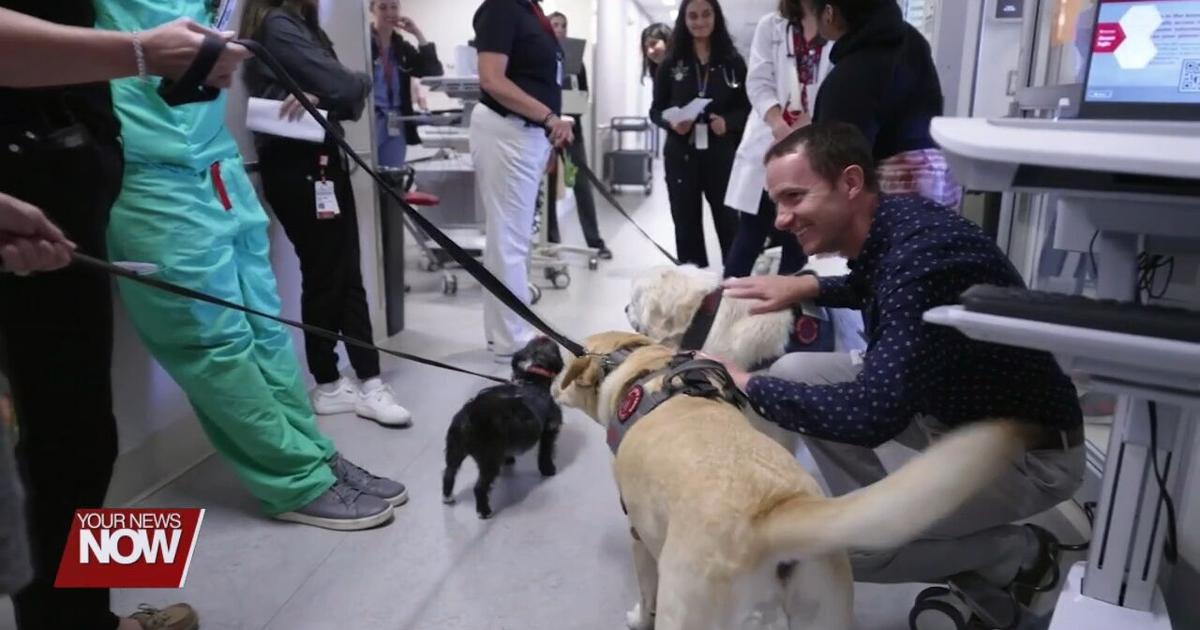 Study finds the benefits of therapy dogs to healthcare workers | News Study finds the benefits of therapy dogs to healthcare workers | News