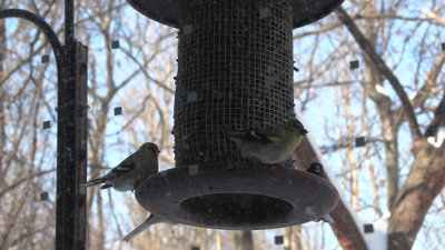 Birding group invites community to connect through education and conservation
