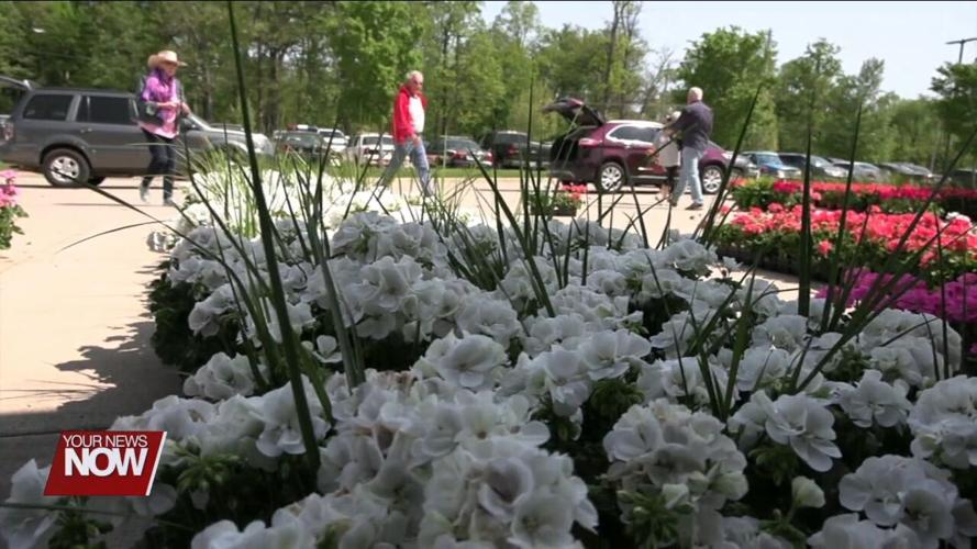 Friends of the Symphony geranium sale goes to benefit programs of the Lima Symphony Orchestra