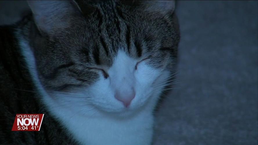 Veterinarian talks about how your pets may react to solar eclipse