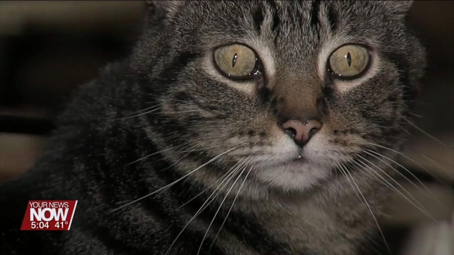 Veterinarian talks about how your pets may react to solar eclipse