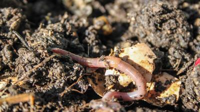 Worm Gardening Generic