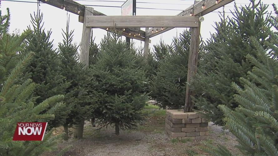 Rumpke to pick up Christmas trees for recycling