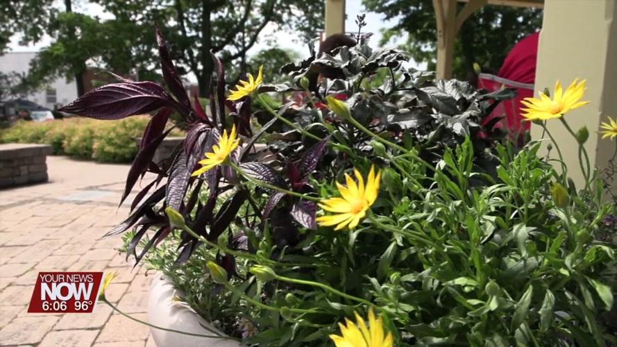 Plants feel the heat during hot humid temperatures