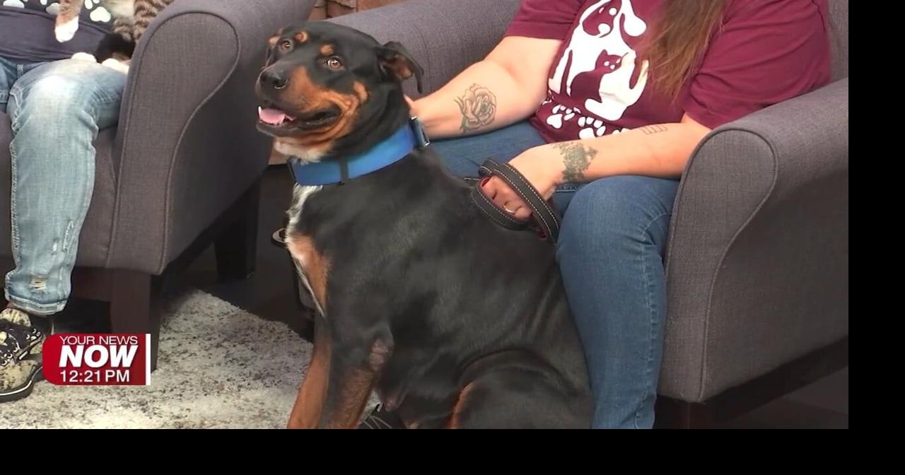 All Starr Pets brings in a pair of adoptable animals