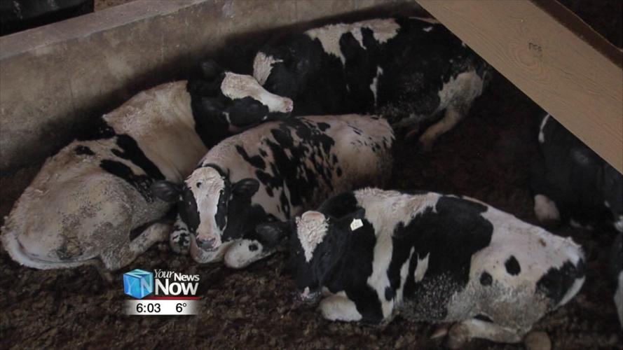 Keeping cattle warm in winter conditions is a fairly easy task for local farmer 2.jpg