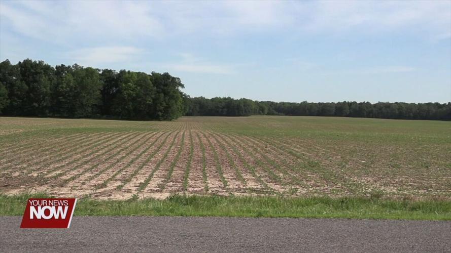 Extended hot spells could impact crops in the weeks ahead