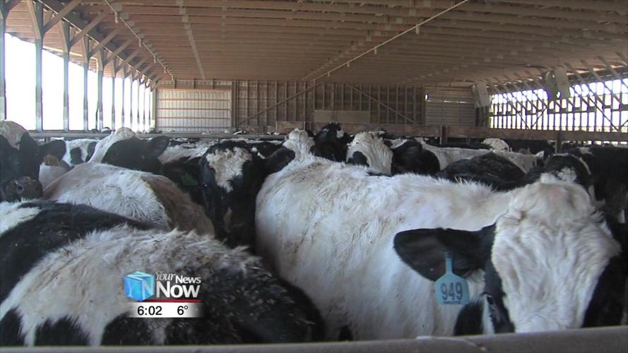 Keeping cattle warm in winter conditions is a fairly easy task for local farmer 1.jpg