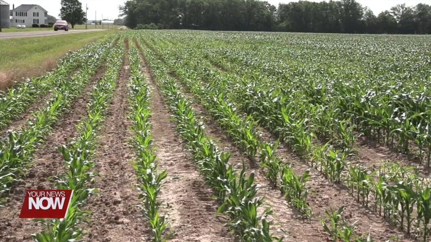 Extended hot spells could impact crops in the weeks ahead