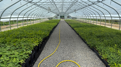 Buckeye State Tree Nursery update