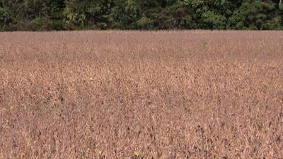 Ohio soybean growers hit hard as China halts U.S. purchases