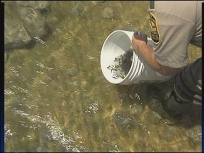 Yellow Perch arrive at Williams Reservoir News ... Yellow Perch arrive at Williams Reservoir News ...
