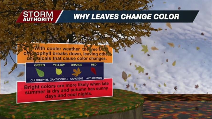The leaves are starting to change - here's when to expect peak foliage in Ohio