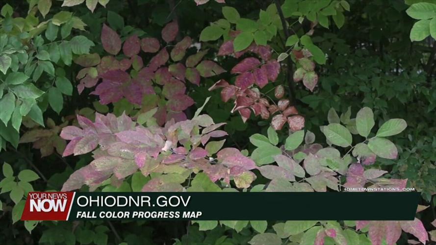 The leaves are starting to change - here's when to expect peak foliage in Ohio