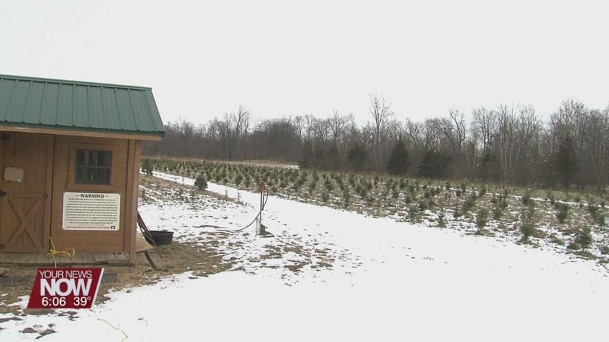 Kaleidoscope Farms sells out of trees earlier compared to previous years