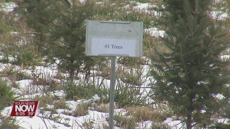 Kaleidoscope Farms sells out of trees earlier compared to previous years