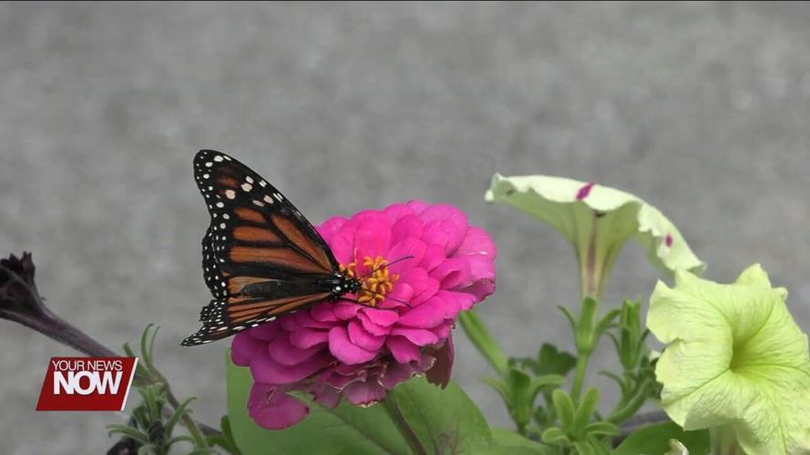Families and friends honor loved ones at the Allen County Board of Disabilities' 3rd Annual Butterfly Memorial