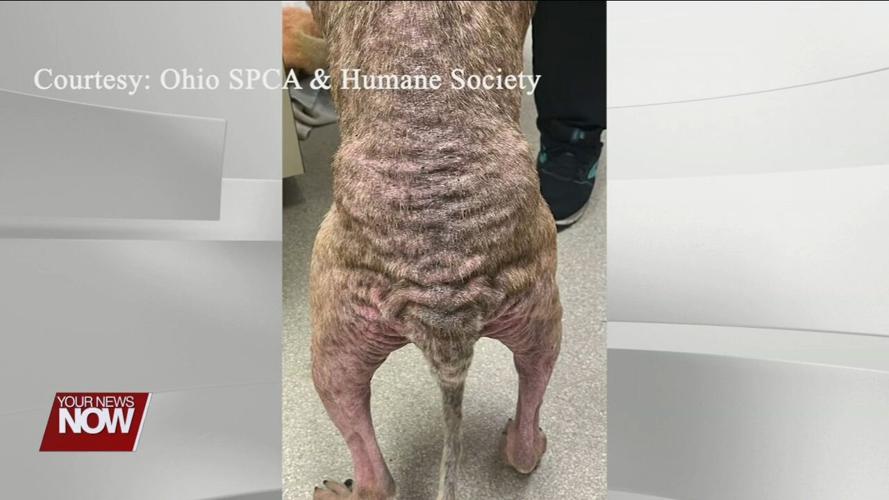 Over 30 animals rescued from hazardous living conditions in Allen County