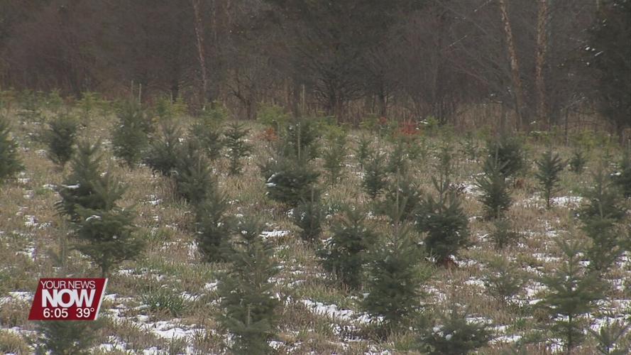 Kaleidoscope Farms sells out of trees earlier compared to previous years