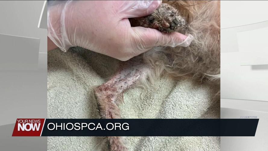 Over 30 animals rescued from hazardous living conditions in Allen County
