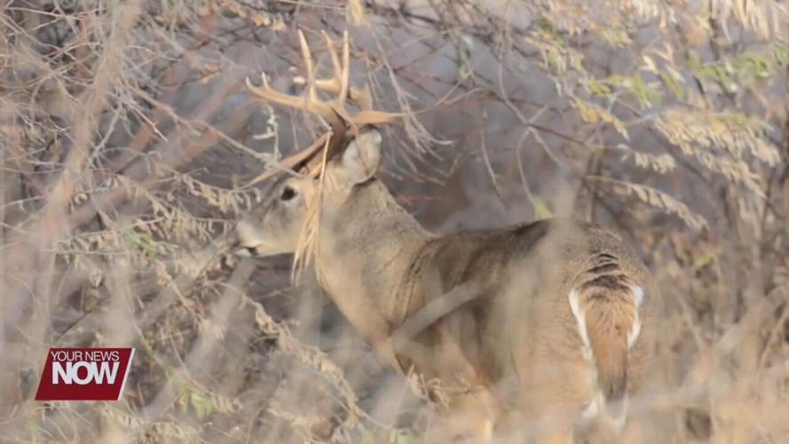 How you can help report the higher number of deer dying from EHD this year