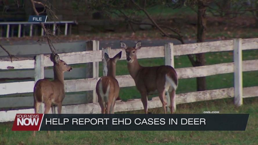 How you can help report the higher number of deer dying from EHD this year