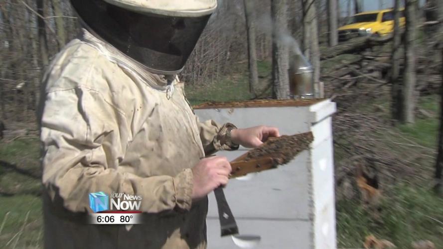 Local Beekeeper talks about population decline of bees 3.jpg