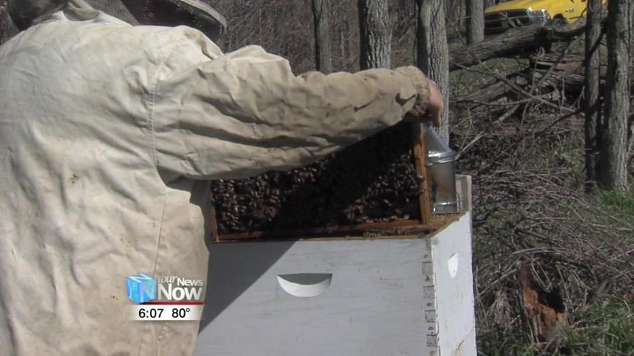 Local Beekeeper talks about population decline of bees 2.jpg