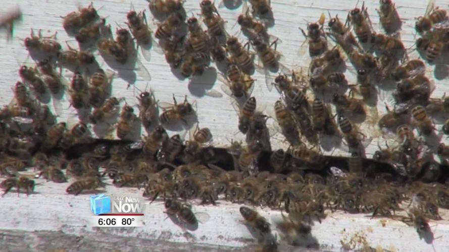 Local Beekeeper talks about population decline of bees 1.jpg