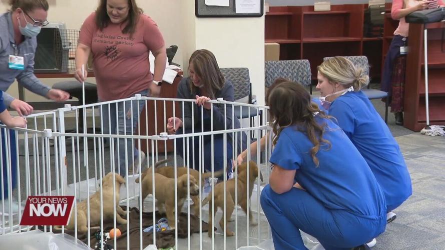 St. Rita's workers destress with puppies from Auglaize County Humane
