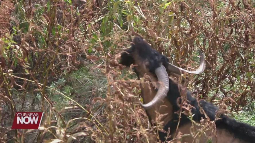 Lima turns to goats to overcome last hurdle at Schoonover Lake