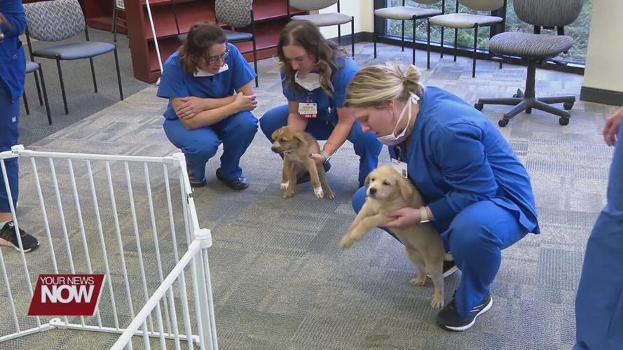 St. Rita's workers de-stress with puppies from Auglaize County Humane Society