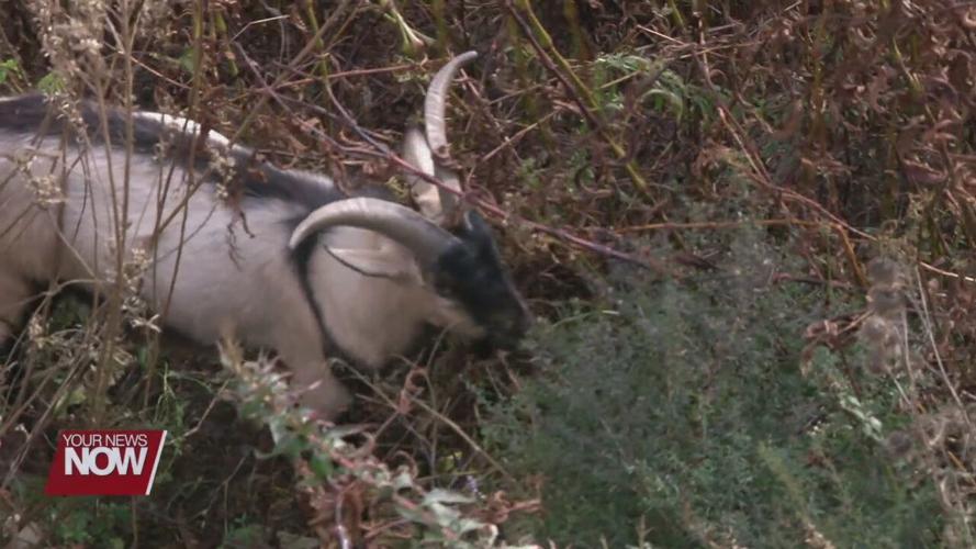 Lima turns to goats to overcome last hurdle at Schoonover Lake
