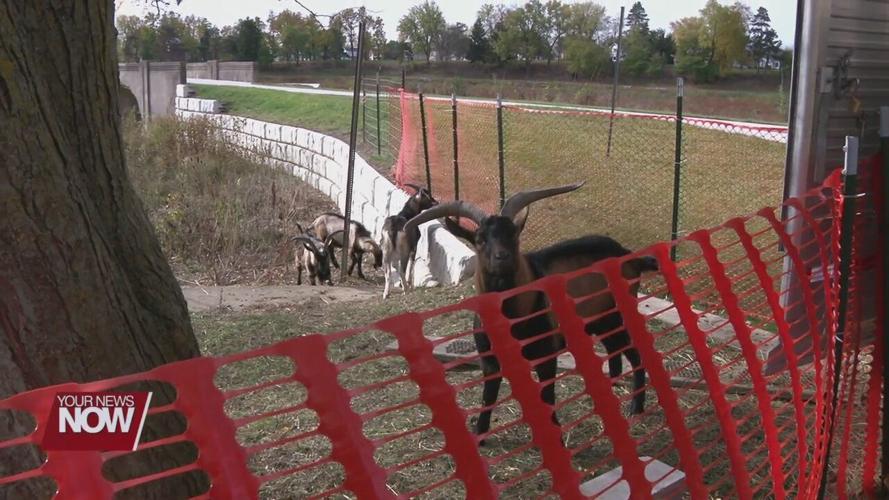 Lima turns to goats to overcome last hurdle at Schoonover Lake