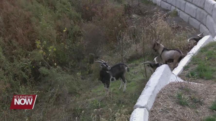 Lima turns to goats to overcome last hurdle at Schoonover Lake