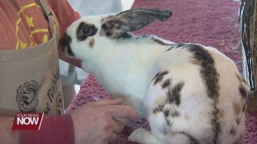 Allen County Fair king talks about last year he can show rabbits