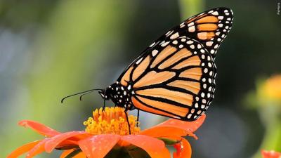 Monarch butterfly
