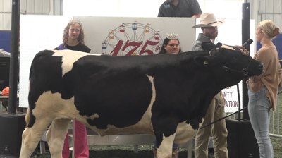 Junior Fair puts young people's hard work in the spotlight