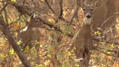 Ohio gun deer season opens Monday, motorists urged to use caution