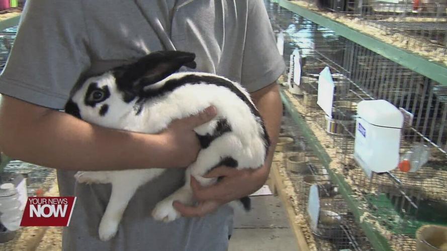 Allen County Fair king talks about last year he can show rabbits