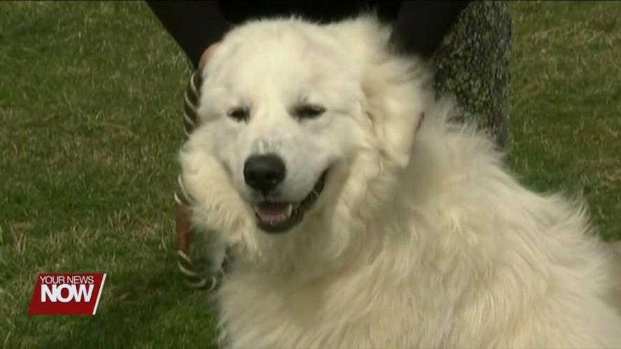 Watch to make sure your dog doesn't run off during fireworks