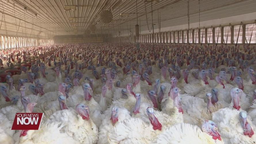 Cooper Farms talking turkey sales and production