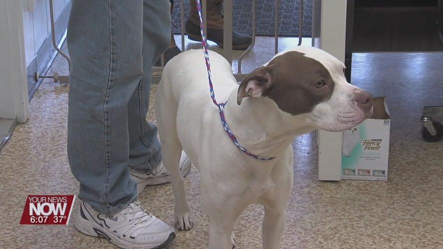 Allen County dog licenses and tags available to purchase before end of January 2022