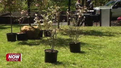 Lima residents encouraged to celebrate Earth Day with tree, rain barrel rebates