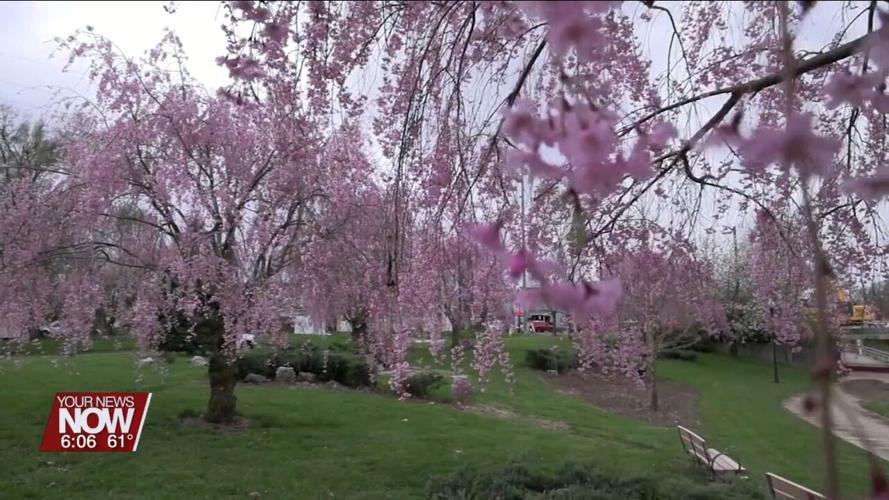 Lima Sister Cities Association invites the public to Cherry Blossom Festival
