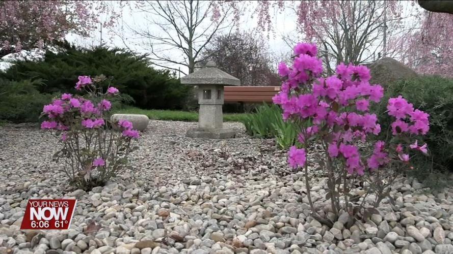 Lima Sister Cities Association invites the public to Cherry Blossom Festival