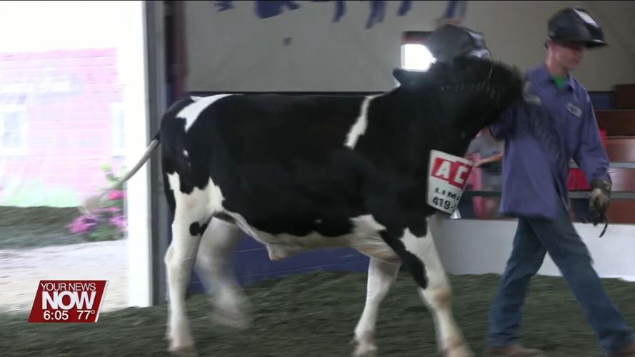 Best Dressed Bovine Contest at Allen County Fair puts a fun spin on showmanship